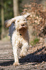 rennender Spinone Italiano