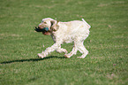 rennender Spinone Italiano