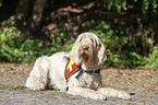 liegender Spinone Italiano