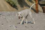 Spinone Italiano Welpe