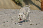 Spinone Italiano Welpe