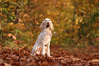 Spinone Italiano im Herbst