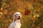 Spinone Italiano im Herbst