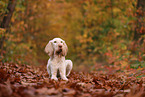 Spinone Italiano im Herbst