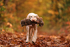 Spinone Italiano im Herbst