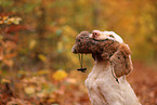 Spinone Italiano im Herbst