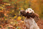 Spinone Italiano im Herbst