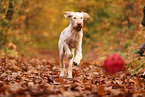 Spinone Italiano im Herbst