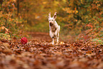 Spinone Italiano im Herbst