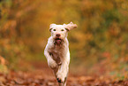 Spinone Italiano im Herbst