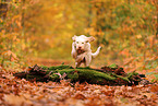 Spinone Italiano im Herbst