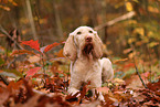 Spinone Italiano im Herbst