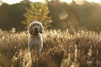 Spinone Italiano