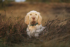 Spinone Italiano