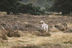 Spinone Italiano