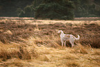 Spinone Italiano