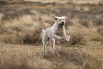 Spinone Italiano