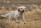 Spinone Italiano