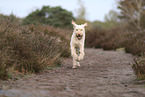 Spinone Italiano