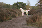Spinone Italiano