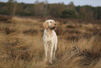 Spinone Italiano