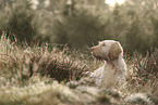 Spinone Italiano