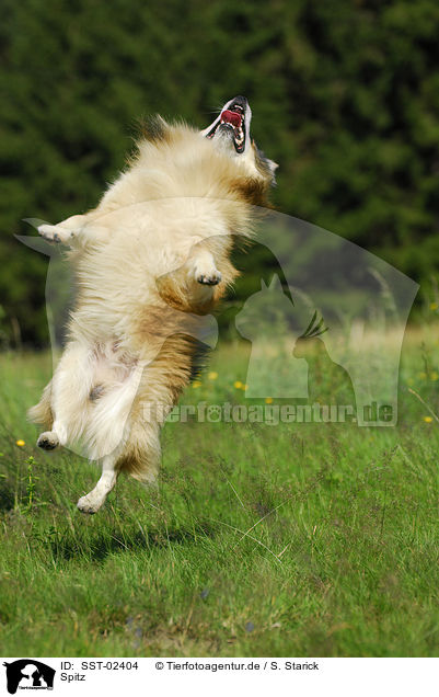 Spitz / Pomeranian / SST-02404