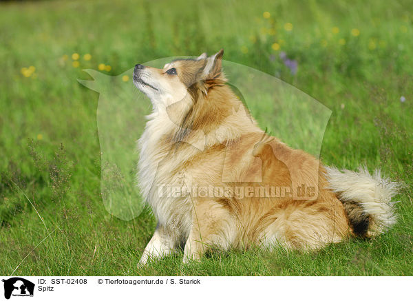 Spitz / Pomeranian / SST-02408