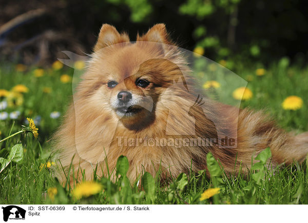 Spitz / Spitz / SST-06369