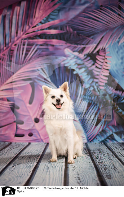 Spitz / Spitz / JAM-06023