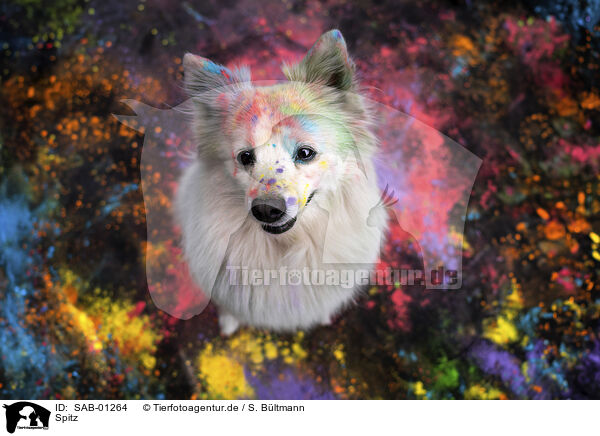 Spitz / Spitz / SAB-01264