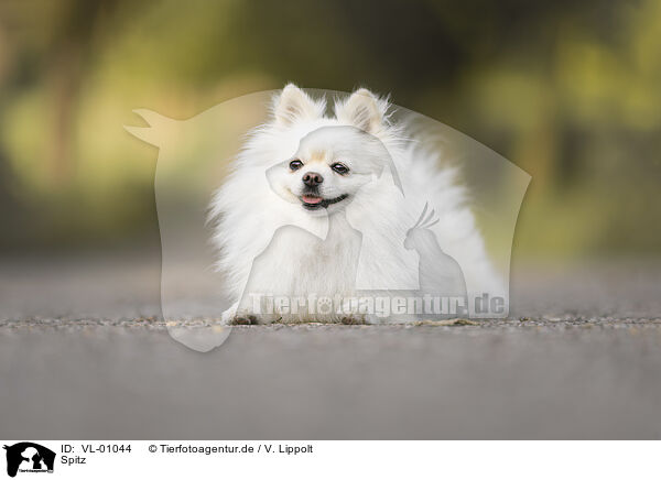 Spitz / VL-01044