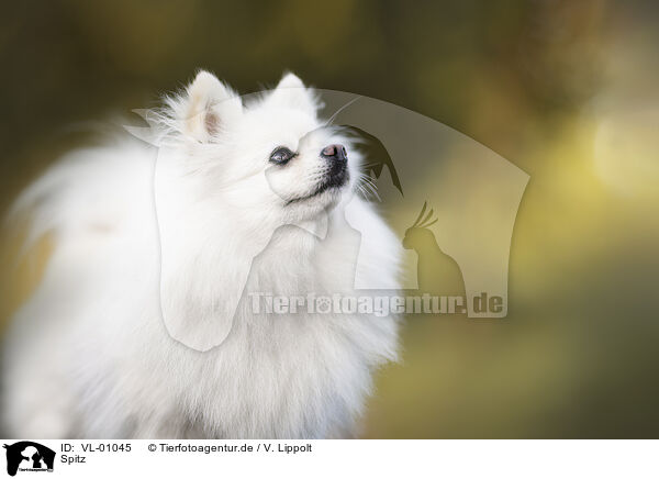 Spitz / VL-01045