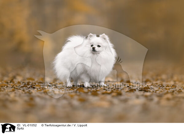 Spitz / VL-01052