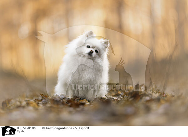 Spitz / VL-01058