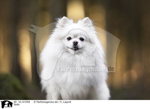 Spitz / VL-01059