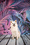 Spitz