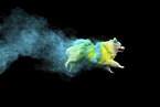 Spitz