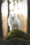 Spitz