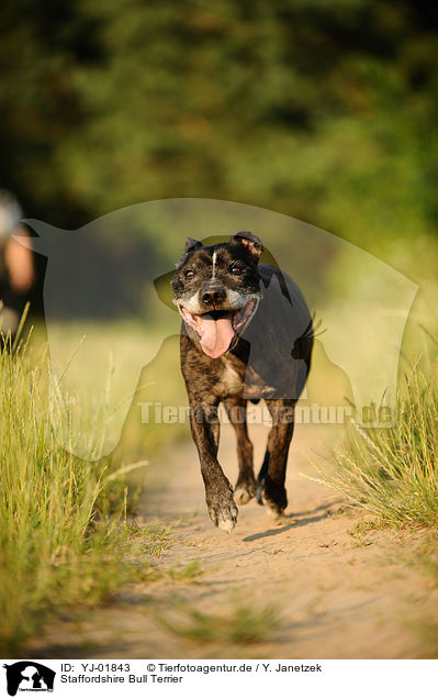 Staffordshire Bull Terrier / YJ-01843