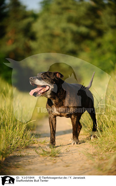 Staffordshire Bull Terrier / YJ-01844