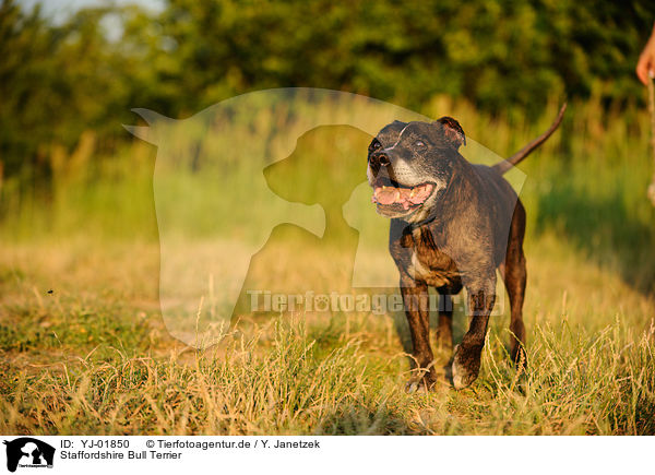 Staffordshire Bull Terrier / YJ-01850
