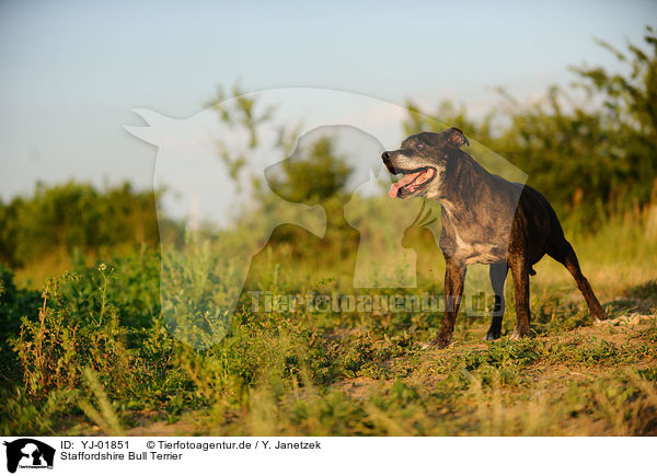 Staffordshire Bull Terrier / YJ-01851