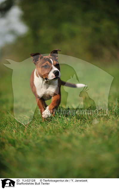 Staffordshire Bull Terrier / YJ-02128