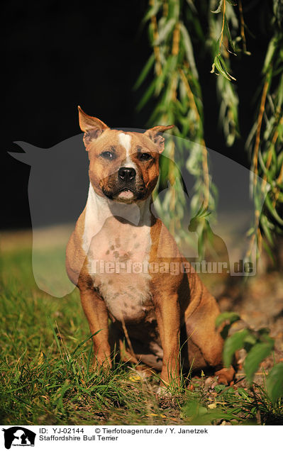 Staffordshire Bull Terrier / Staffordshire Bull Terrier / YJ-02144