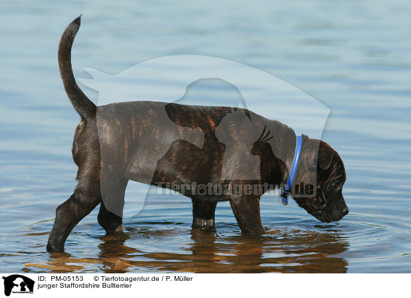 junger Staffordshire Bullterrier / PM-05153