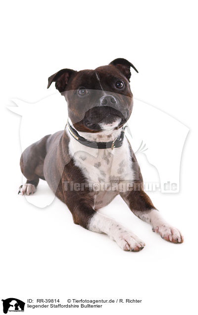 liegender Staffordshire Bullterrier / lying Staffordshire Bullterrier / RR-39814