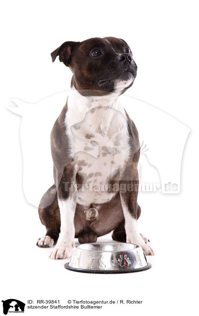 sitzender Staffordshire Bullterrier / sitting Staffordshire Bullterrier / RR-39841