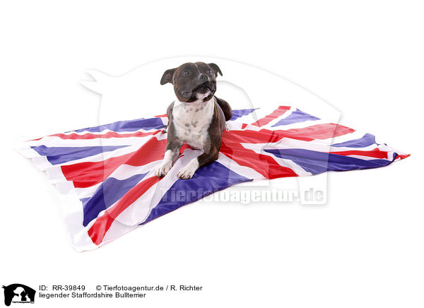 liegender Staffordshire Bullterrier / RR-39849