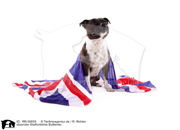 sitzender Staffordshire Bullterrier / sitting Staffordshire Bullterrier / RR-39859